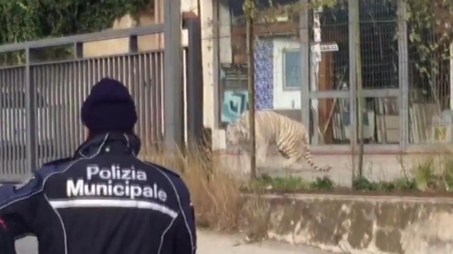 Тигър избяга от цирк в Италия, създаде масова паника
