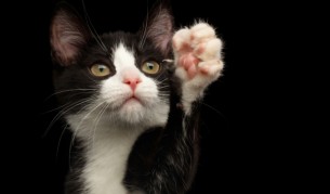 котка