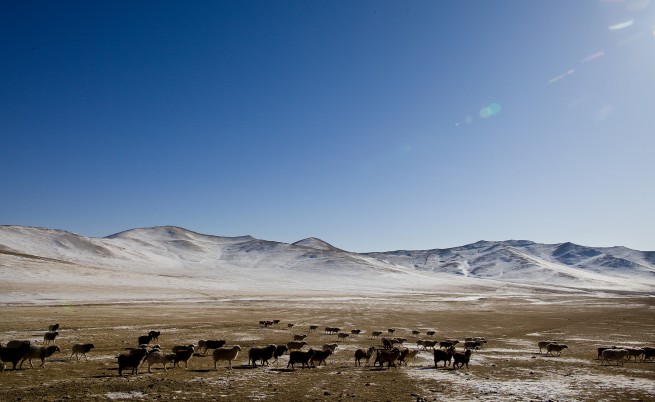 Бедствието, което скова Монголия