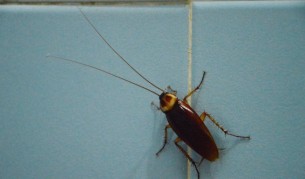 Откриха хлебарка, приличаща на извънземно (снимка)