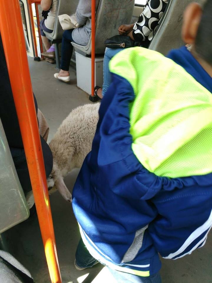 Това не е първият случай на животно в градския транспорт, виждали сме много кучета, котета и всякакви домашни любимци, но селскостопанските животни досега оставаха в сянката им