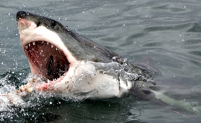 Голяма бяла акула скочи в лодката на рибар в Австралия