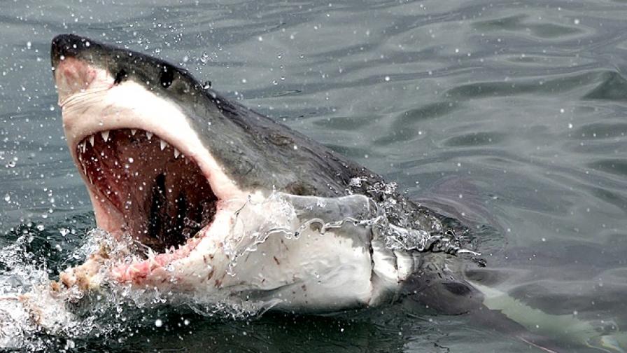 73-годишен мъж оцеля, след като в лодката му скочи акула