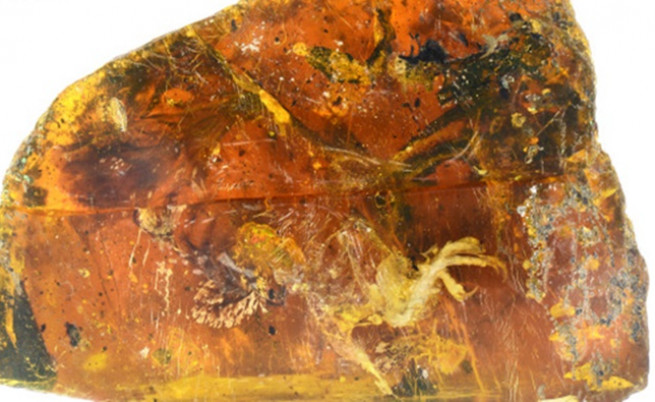  Откриха непокътната птица на близо 100 млн. години в кехлибар 