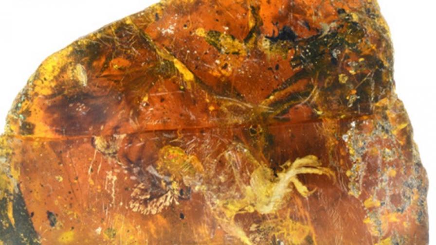 Откриха запазена птица на близо 100 млн. години в кехлибар