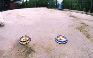 Полярна мечка предрече успех за Германия срещу Австралия