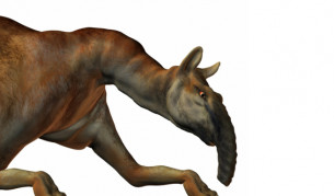 Учени с ДНК от най-странното животно, открито от Дарвин