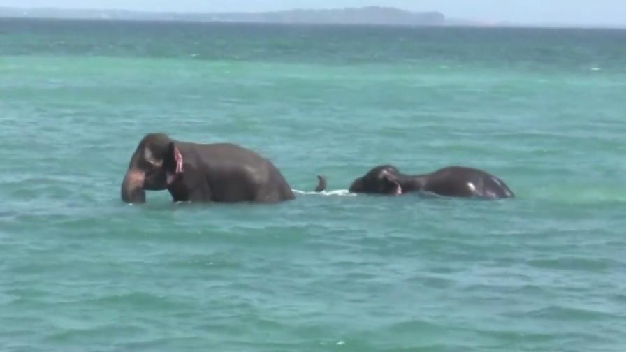 Спасиха слончета в открито море