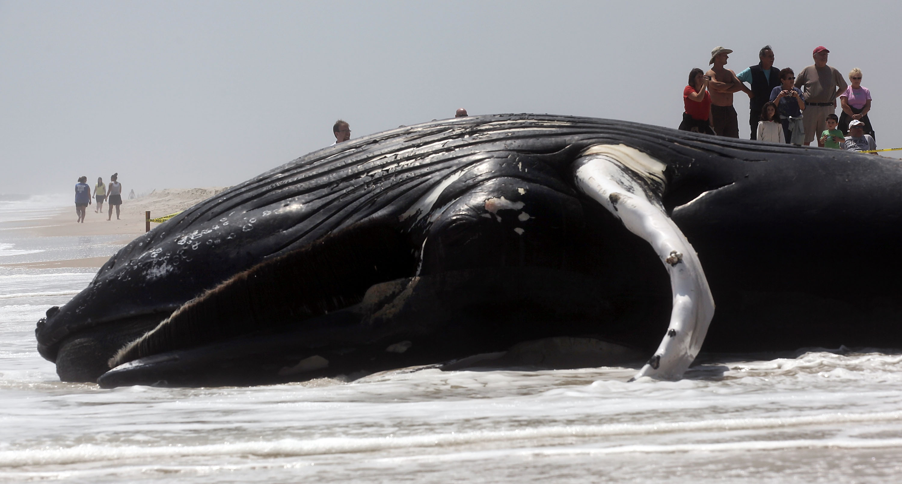 Биологичният рекорд на бозайниците принадлежи на гренландски кит, за който се смята, че е доживял до 211 години, преди да бъде уловен и убит от китоловци.