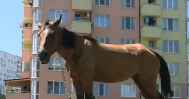 Отвързани коне се разхождат свободно из детските площадки в столичния