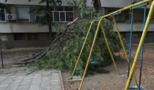 Клонът се е стоварил на метри от децата