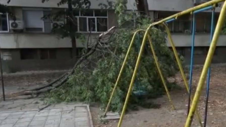 Клонът се е стоварил на метри от децата