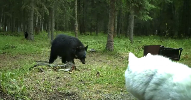 Собственичката на сибирско хъски отблъсна атаката на мечка срещу нейния