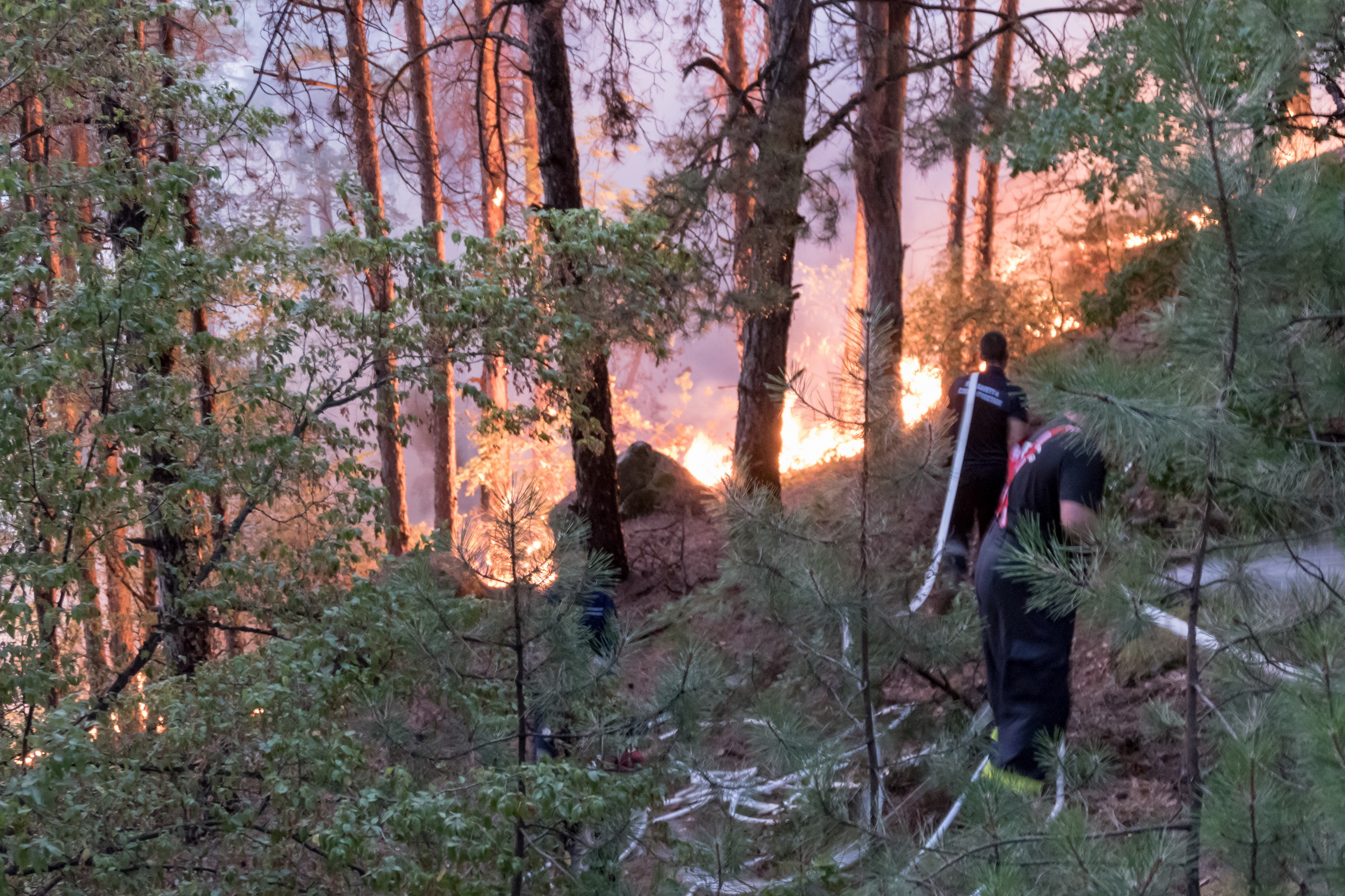 Близо 16 000 дка изгорели гора, треви и храсти, между 12 и 15 милиона лева ще струва възстановяването на гората и 50 години време, за да изглежда както до обедните часове в четвъртък, когато пламна пожарът в Кресненското дефиле. Това е равносметката на четвъртия ден от борбата със стихията. Два вертолета на армията помагат в гасенето, както и стотици пожарникари, военни, доброволци.