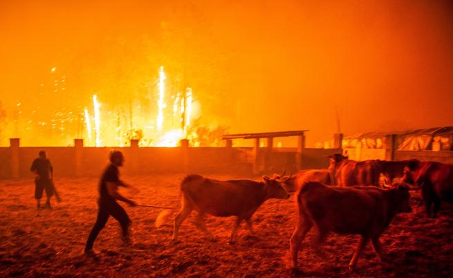  Горски пожари в средата на октомври опостушиха големи горски и селищни площи и взеха десетки жертви в Португалия 