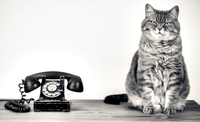 Как двама учени превръщат жива котка в телефон
