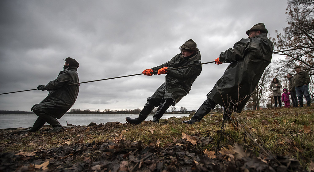 Рибари издърпват пълна мрежа по време на традиционния улов на шаран в Босилеското езеро близо до южнобохемския град Требон, Чехия