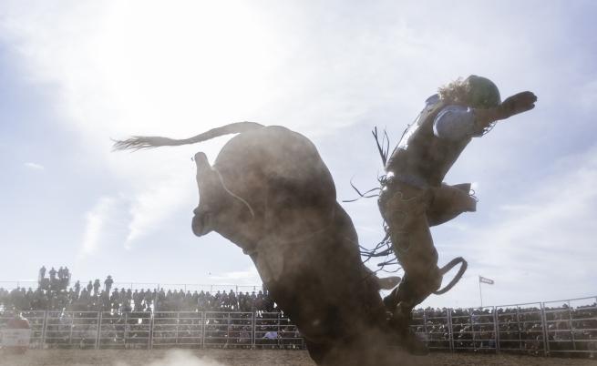  Участник в обяздване на бикове 