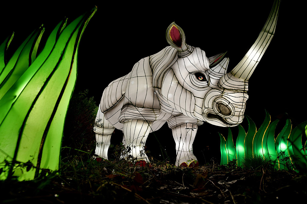 Светещи фигури в тъмнината на зоологическата градина в Кьолн, Германия. Фестивалът ще продължи до 6 януари 2018 г. и включва 46 светлинни инсталации в азиатски стил, осветяващи зоологическата градина