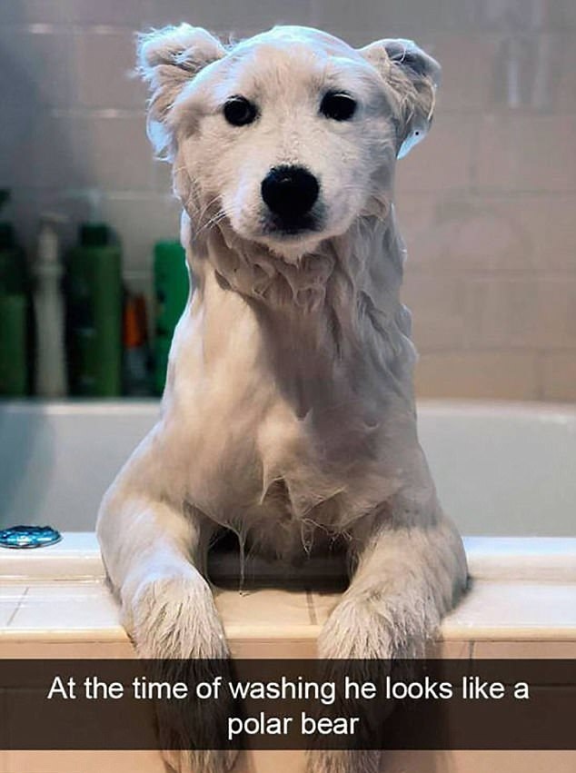 Докато го къпех, приличаше на полярен мечок