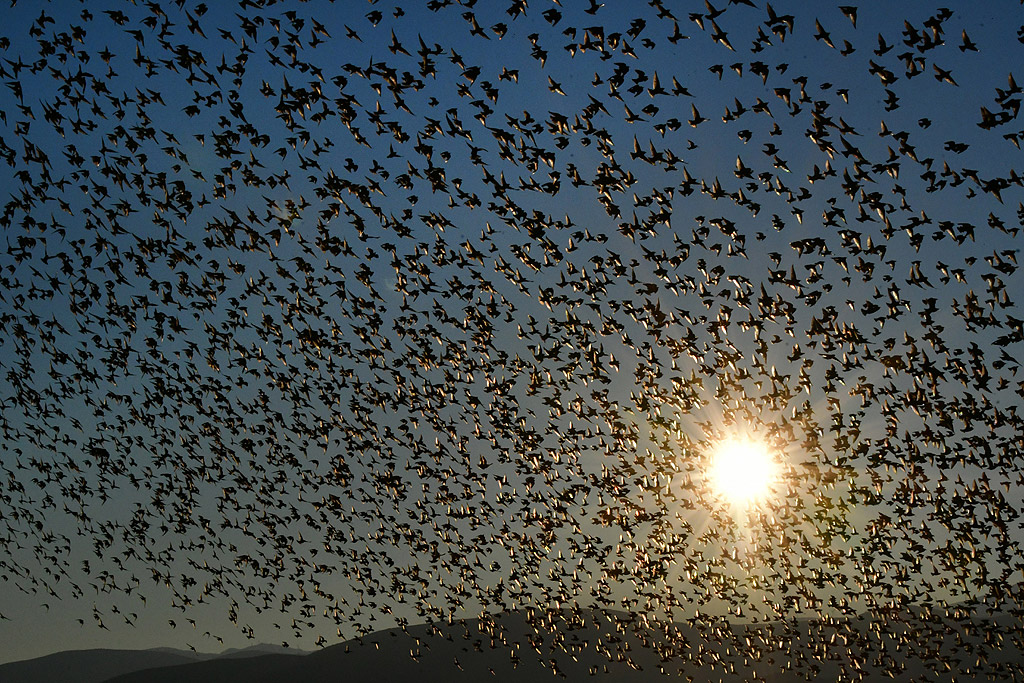 Огромно ято птици, летящи над влажна зона в Пелопонес, Гърция, 29 декември 2017 г.