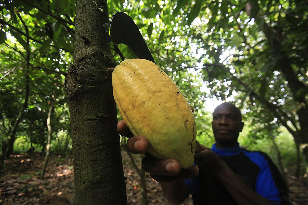 Какаото е основната съставка в шоколада. Кот д'Ивоар е световен лидер в производството и износа на какаови зърна, които осигуряват 33% от световното какао.