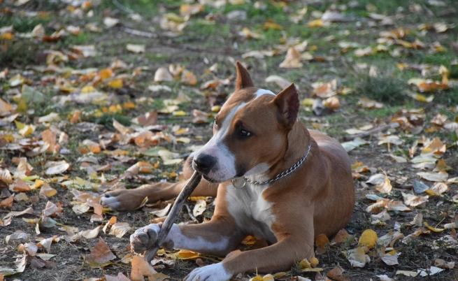  Американски стафордширски териер 