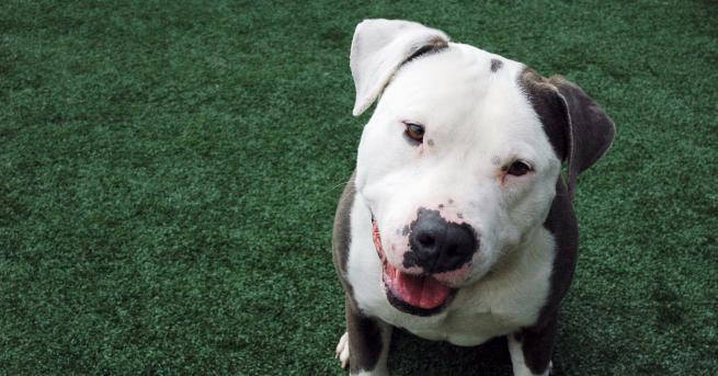 Казват че кучето е най добрият приятел на човека За съжаление