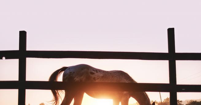 На 4 март почитаме паметта на преподобния Герасим който прекарал