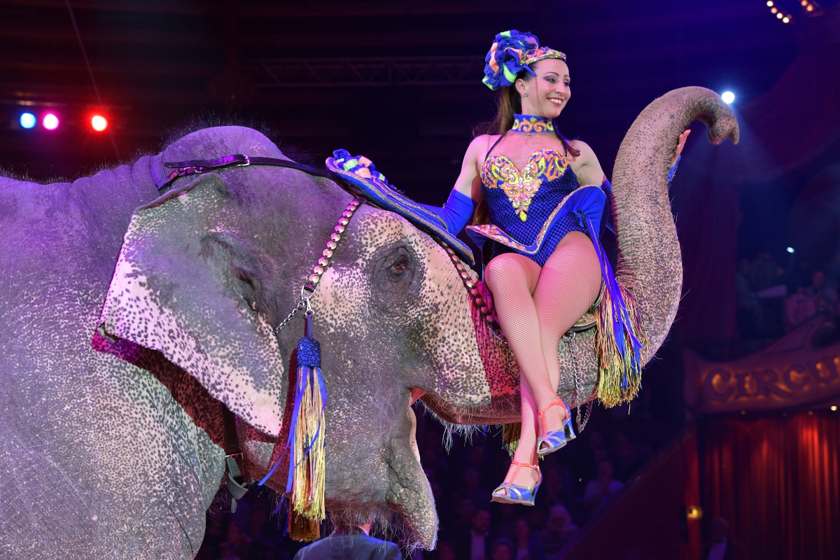 Тези животни вече няма да се изявяват в цирковете в Англия. Страната забранява дресираните четириноги артисти ор т 2020 година.