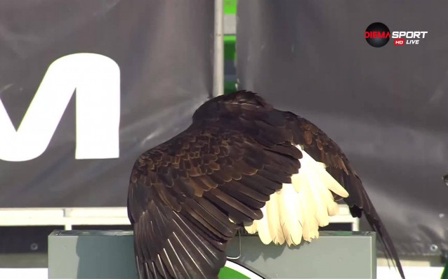 Символът на Лудогорец орлицата Фортуна полетя над стадиона преди началото