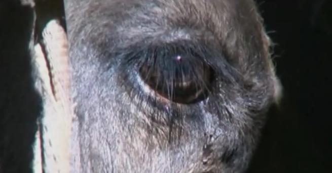 Съдбата на българската крава Пенка предизвика възмущение и тревога в