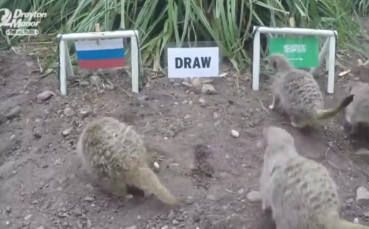 Банда сурикати предрече победителя в първия мач от Мондиал 2018
