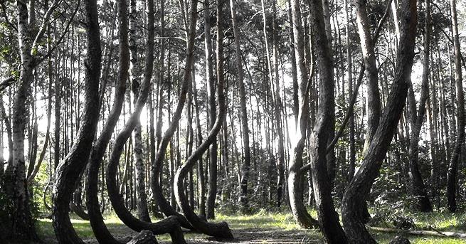 Близо до полското градче Грифино се намира една гора която