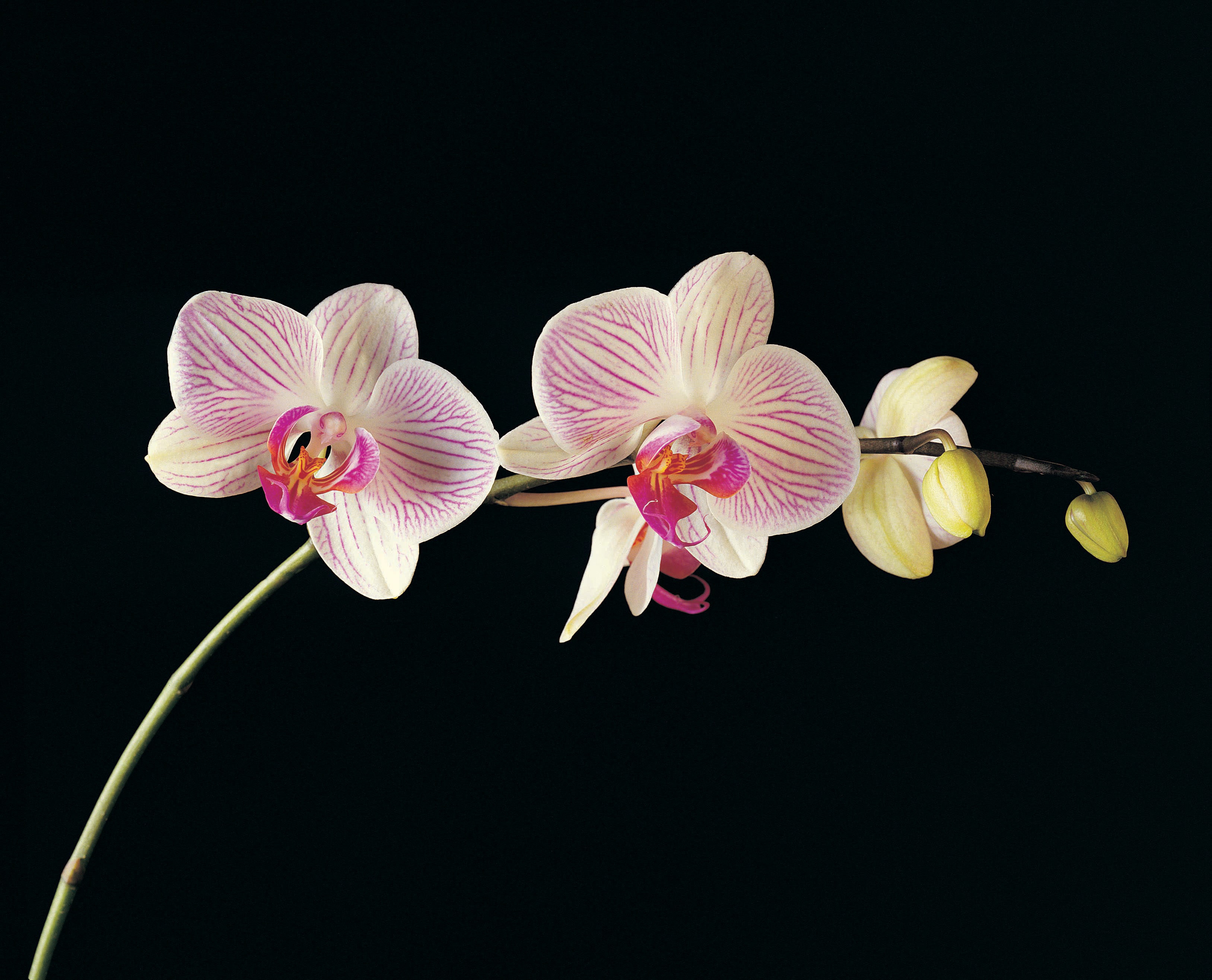 Водолей<br />
<br />
Ловки и изключително непредсказуеми за представителите на зодия Водолей е прекрасната орхидея. Водолеите са иновативни и мразят да се съобразяват с определени стереотипи, а орхидеите отлично символизират тяхната дива и странна природа. Водолеите и орхидеите са едновременно уникални и идват в безброй форми и цветове.<br />
<br />
Други цветя, подходящи за Водолей: стрелиции, златник, гладиола
