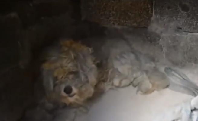 Откриха живо куче под отломките в Гърция