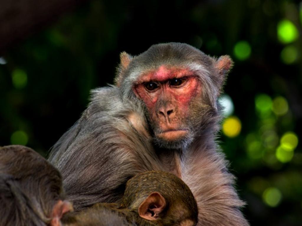 Според експерти клонирана маймуна от вид макак резус е оцеляла
