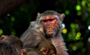  Маймуни откраднаха кръвни проби за ковид 
