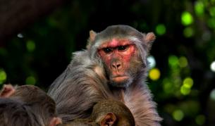 Защо "маймуни" пазеха парламента в Ню Делхи
