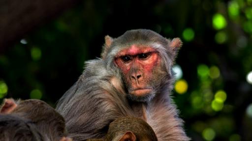  Маймуни откраднаха кръвни проби за ковид 