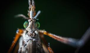 Какво ни прави по-апетитни за комарите