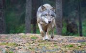  Нашествие от вълци, хората се опасяват за живота си 