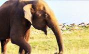  Шест слона починаха, пробвайки да се спасят един различен 