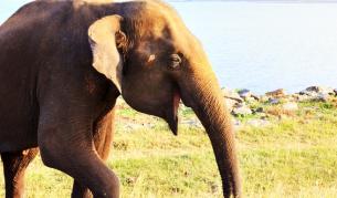 Защо слоновете почти не се разболяват от рак