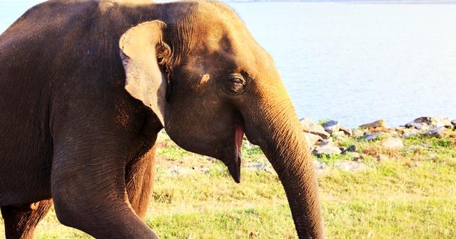 Години наред учените се опитват да разберат защо слоновете почти