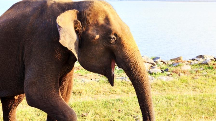 Шест слона загинаха, опитвайки да се спасят един друг