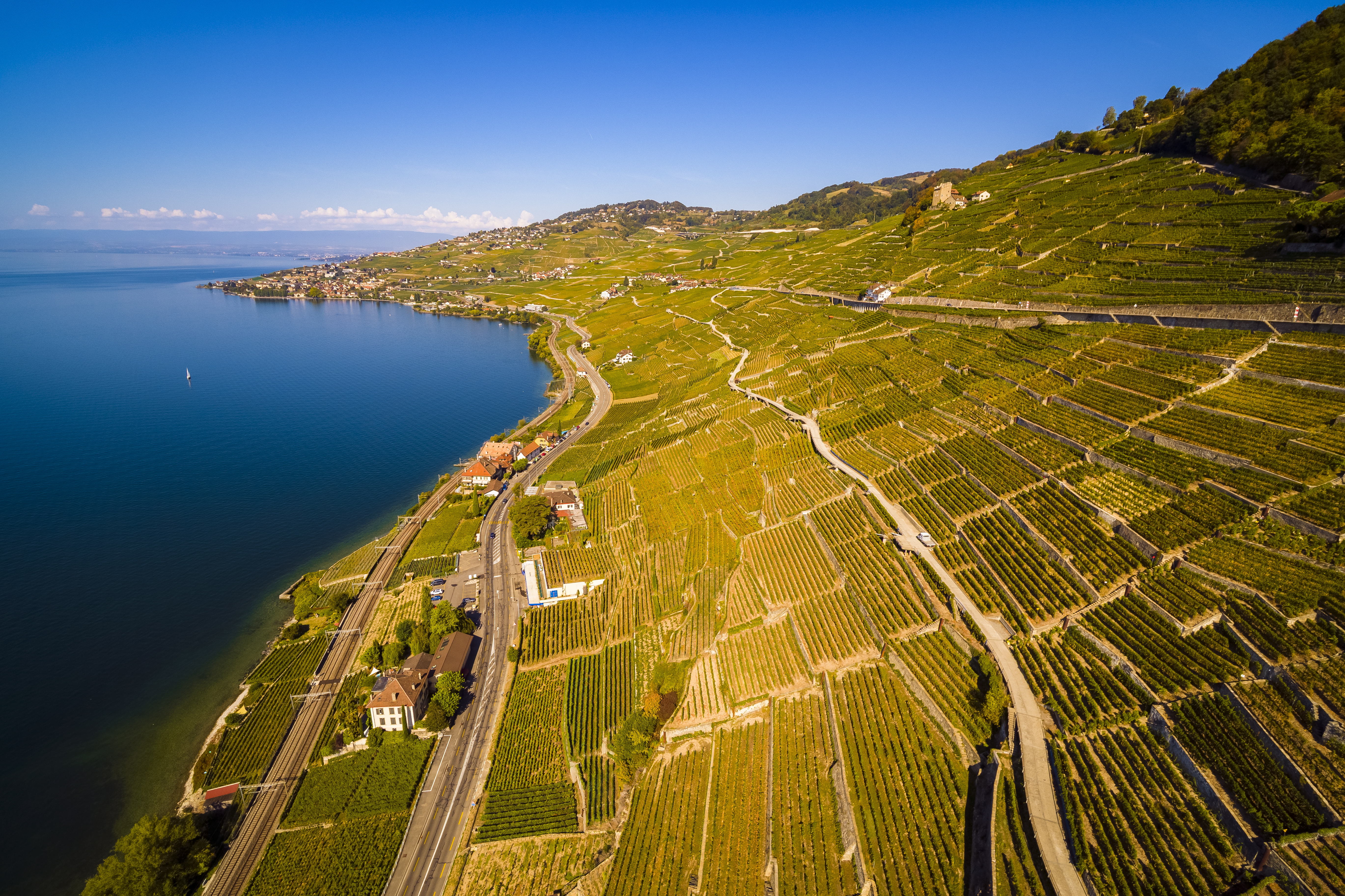 Лозя с изглед към Женевското езеро - винарска област Лаво (Lavaux), Швейцария