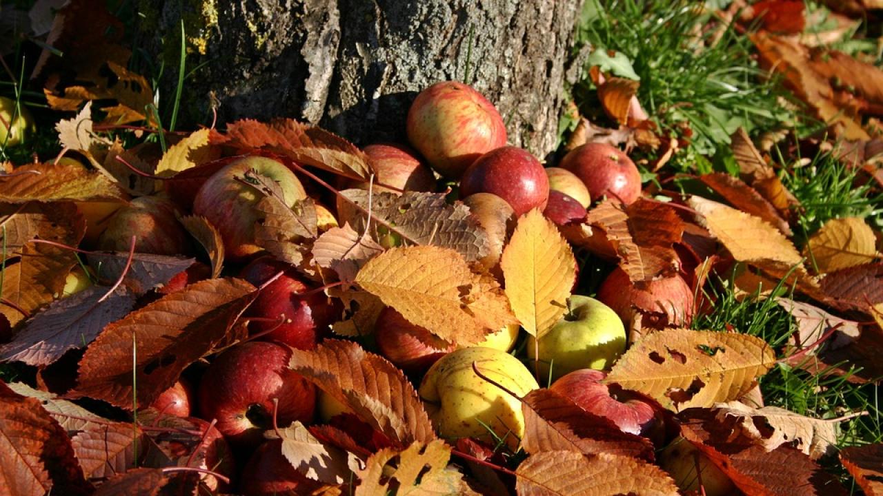 Снимка: pixabay