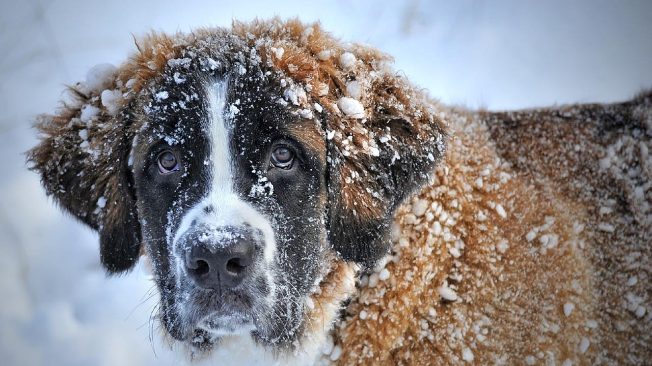 Снимка: pixabay