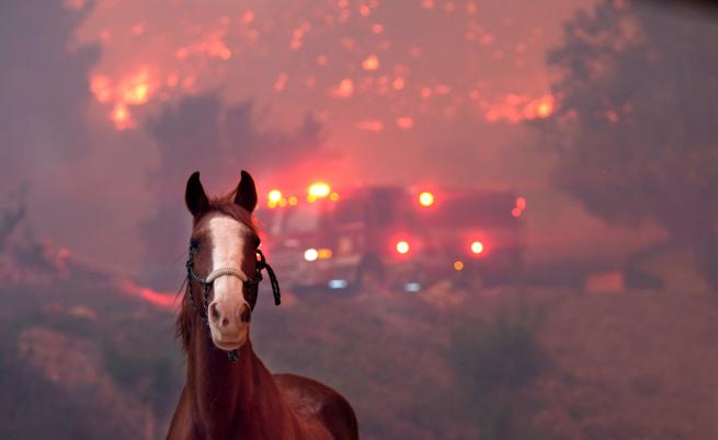 И животните жертви на пожарите, снимки трогнаха